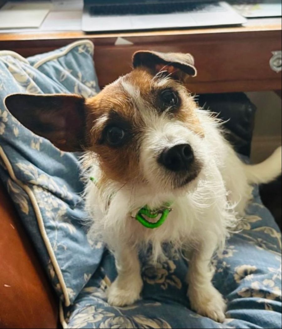 Tom Parker Bowles musste um das Leben seiner Hündin bangen.