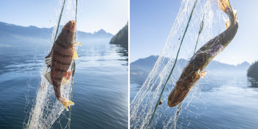 Egli Hecht Verkaufsverbot Zugersee