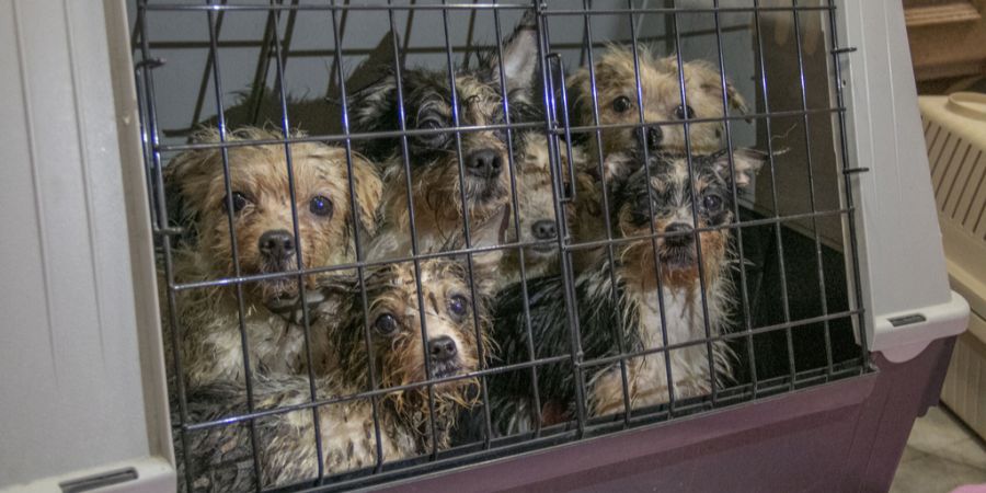 verwahrloste Hunde