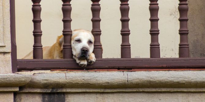 Hundewelpe Balkon Winter Tierschutz