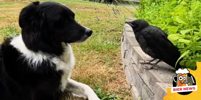 Border Collie Krähe Freunde