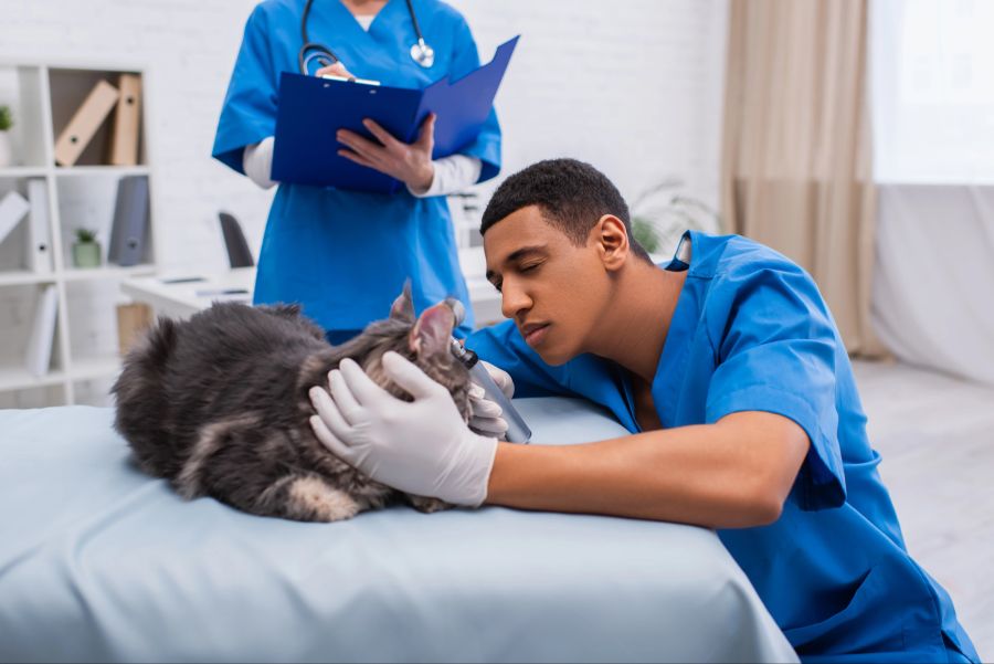 hornder syndrom katzen