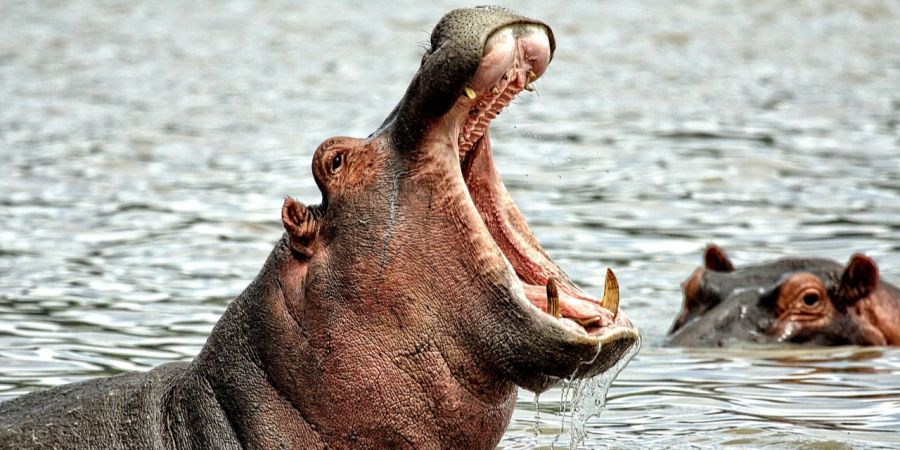 Nilpferd