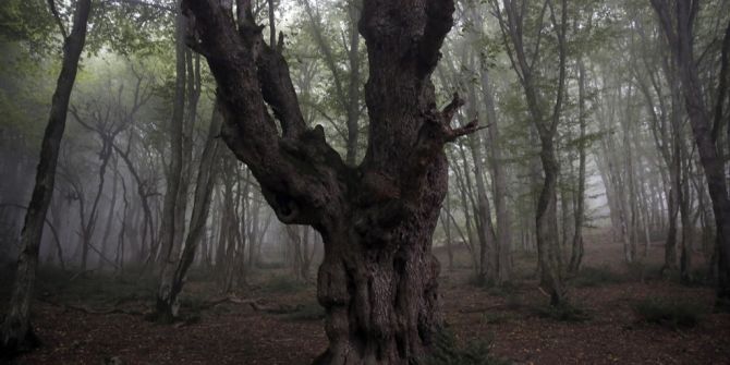 Hyrkanischen Wälder Iran