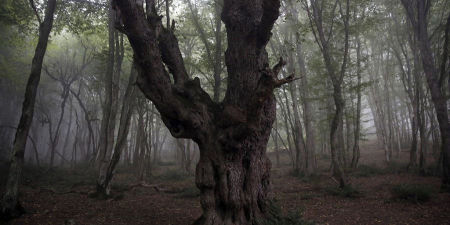 Hyrkanischen Wälder Iran