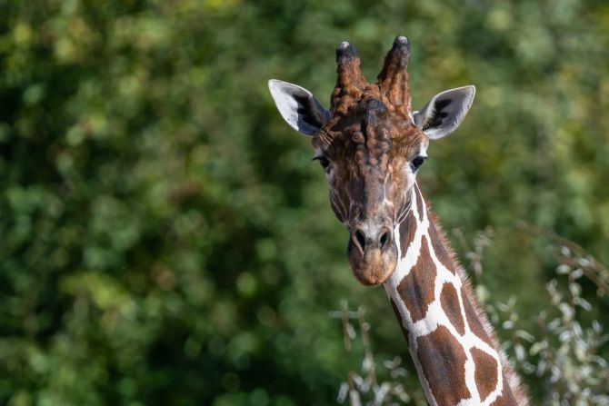 Zoo zürich giraffenbulle obi