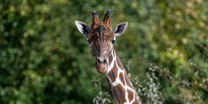 Zoo zürich giraffenbulle obi