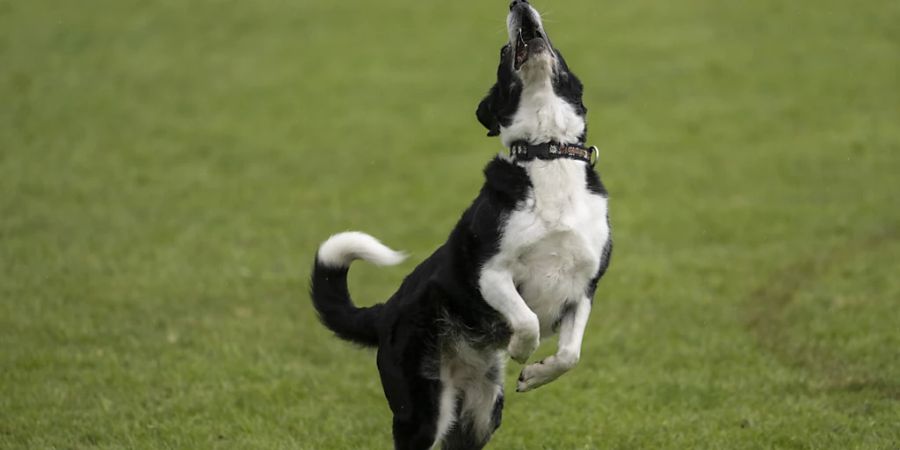 Hunde können mit den Augen pro Sekunde mehr Veränderungen ausmachen als Menschen. (Archivbild)