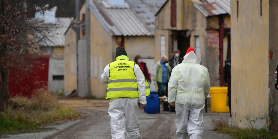 Tierärzte haben Zehntausende Enten aus dem Zuchtbetrieb Mavela Dynín entfernt, da dort die Vogelgrippe festgestellt wurde.