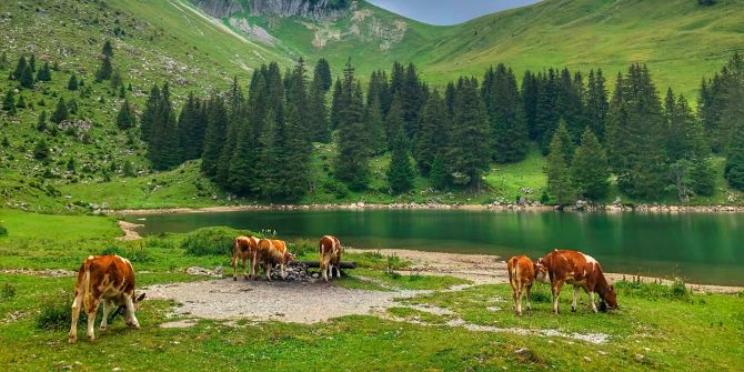 Kühe am See Tierschutz