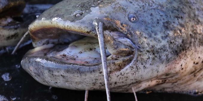 Welse fressen BabySchwäne im Hallwilersee