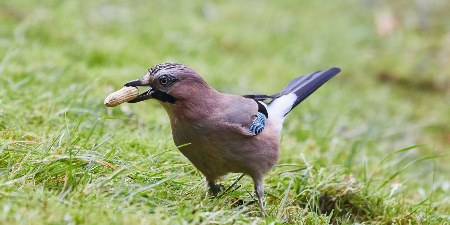 Ein Eichelhäher (Garrulus glandarius) hält in einem Garten in Hamburg eine Erdnuss in seinem Schnabel.