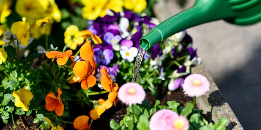 Blumenkasten Giessen Frühlingsblüher