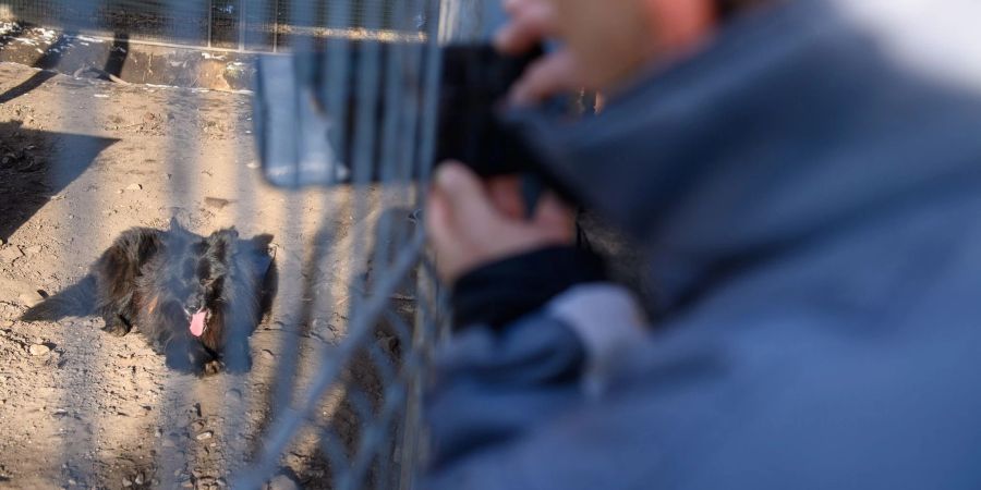 Kerstin Kauert vom Tierschutzverein Schönebeck fotografiert in ihrem Tierheim Schäferhund-Mischling «Tommy». Das Foto will sie in der App «FindUs» hochladen.