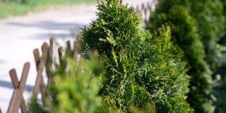 Veitshöchheim - Naturnahe Hecken im Garten pflanzen Veitshöchheim - Naturnahe Hecken im Garten pflanzen