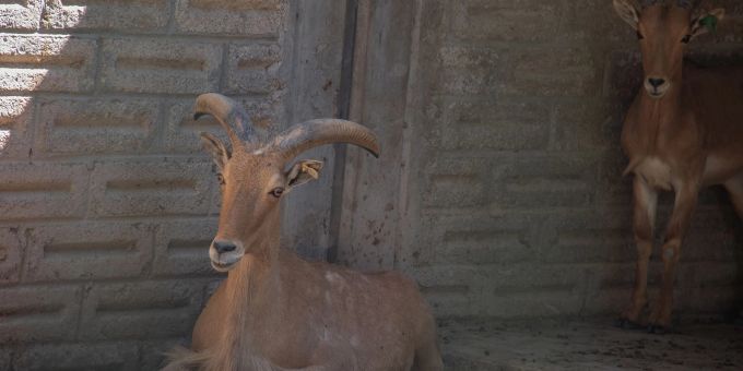 Chilpancingo - Ziegen-Tacos für die Party? Ermittlung gegen Ex-Zoodirektor