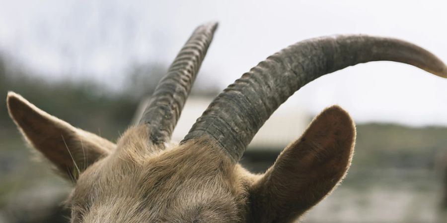 Besitzer von nicht enthornten Kühen und Ziegen erhalten für die wegen der Hörner höheren Haltungskosten weiterhin keine besondere Unterstützung. (Archivbild)
