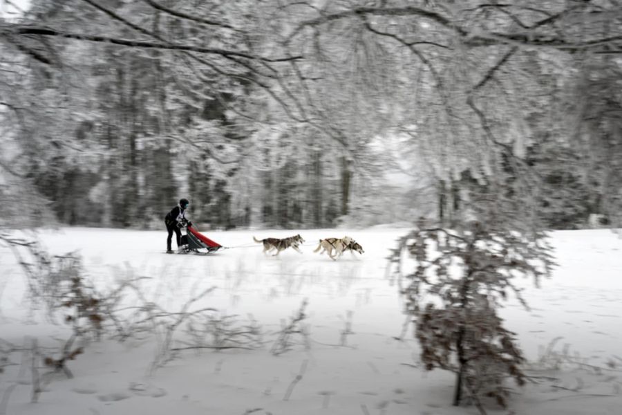 Insgesamt 800 Hunde haben an 110 Gespanne teilgenommen.