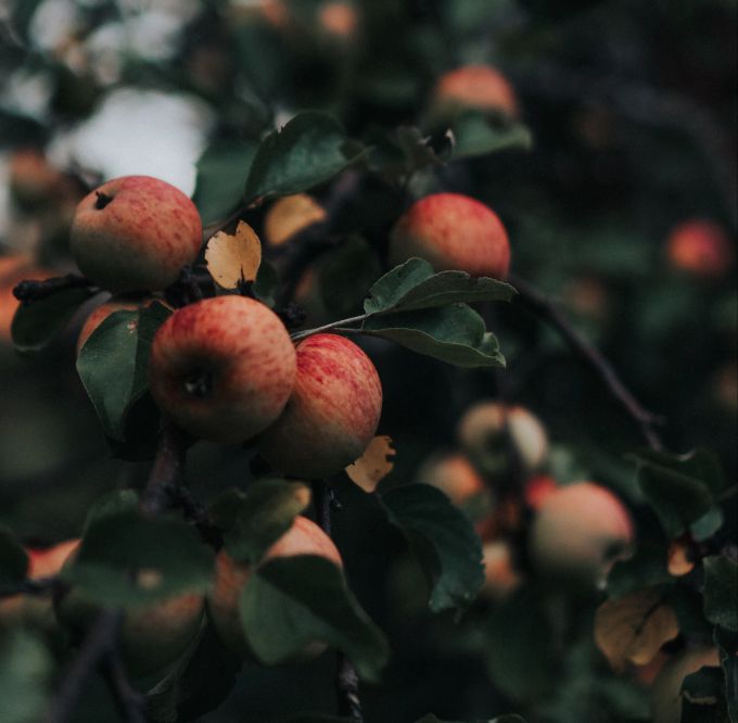 Regionale Lebensmittel sind im Dorf nicht nur lecker, sondern oft auch günstiger als im Bio-Laden in der Stadt. Lebensmittel
