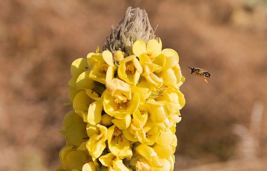 Königskerze Quelle Insekten