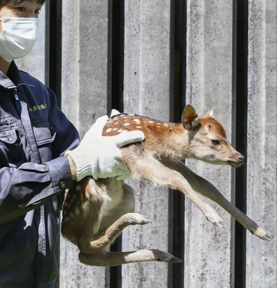 Ein Hirsch ist geboren: Japans berühmter Nara-Park hat Nachwuchs