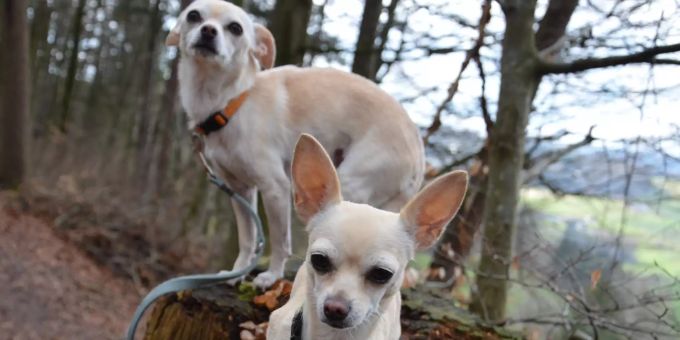 Layla und Shake suchen ein gemeinsames, neues Zuhause. Layla Shake Tierheim Böhler
