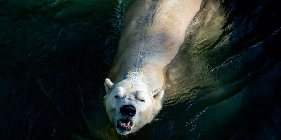 Eisbär