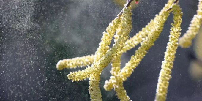 Pollen vom Hasel wehen durch eine Parkanlage. pollen hasel