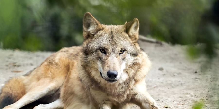 Der Ständerat fordert neue Vorschriften, um die Wölfe in der Schweiz in Schranken zu halten und die Herden besser zu schützen. Im Bild ein Wolf in einem Zoo.