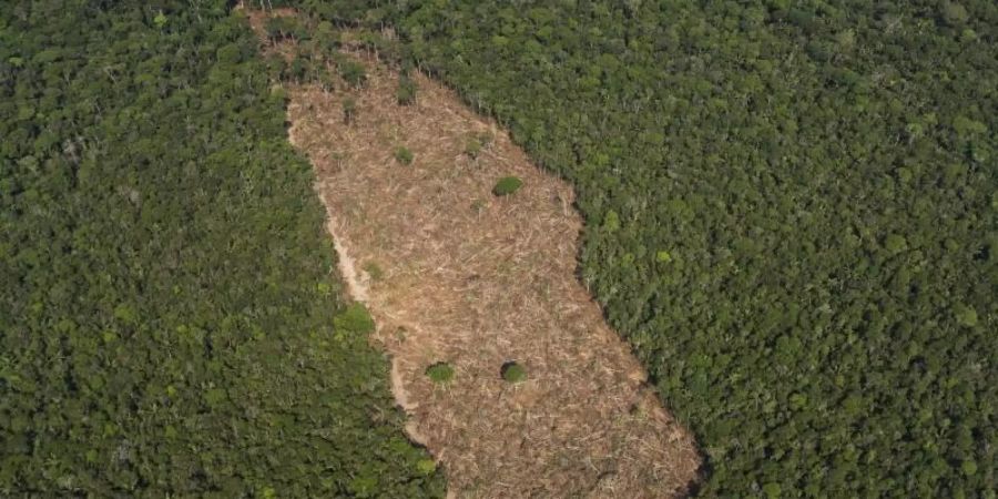 Blick auf ein abgeholztes Waldstück in der Mitte eines Waldgebietes im Amazonasgebiet. Foto: Victor R. Caivano/AP/dpa