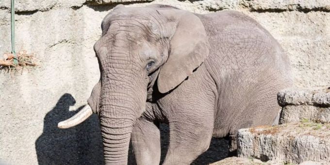 Der 29-jährige afrikanische Elefantenbulle Tusker soll im Zoo Basel für Nachwuchs sorgen. elfant zoo basel