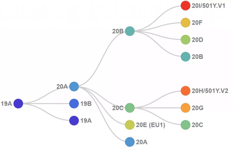 Nextstrain Coronavirus Stammbaum