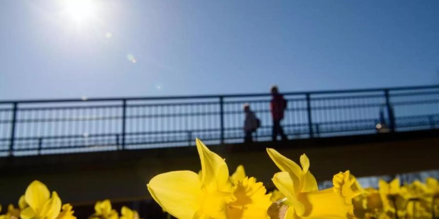 Narzissen blühen in Magdeburg. Darüber scheint die Sonne von einem Wolkenlosen Himmel. Foto: Klaus-Dietmar Gabbert/dpa-Zentralbild/dpa
