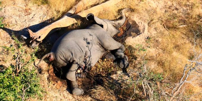 Ein toter Elefant liegt in einem Gebüsch. Nur wenige Monate nach dem Massensterben von Elefanten im weltberühmten Naturparadies Okavango-Delta untersuchen Botsuanas Behörden dort erneut rätselhafte Todesfälle von Dickhäutern. Elefanten in Botsuana