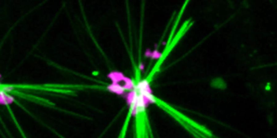 Ein Farbstoff erzeugt fluoreszierende Kristalle (grün) in Zellen, die die Bewegung des Motorproteins Kinesin-1 entlang von Mikrotubuli aufzeichnen. (Pressebild)