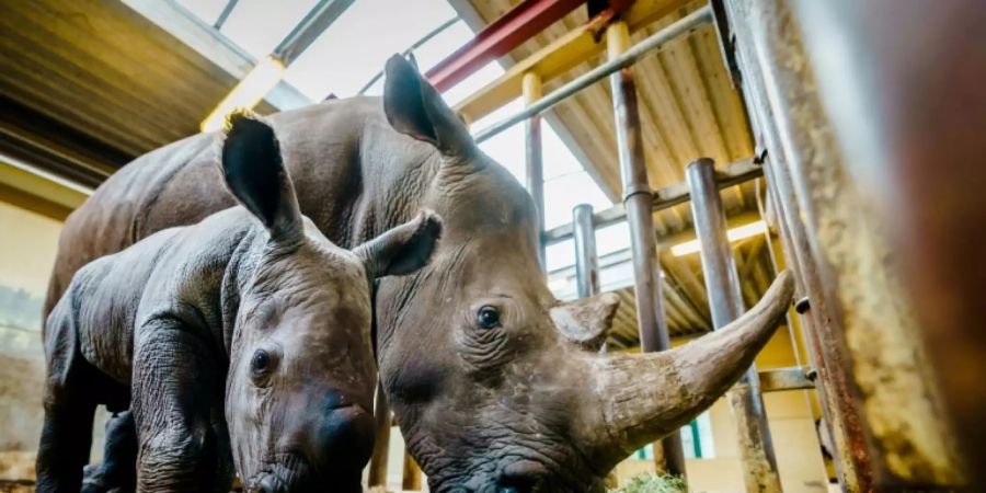 Breitmaulnashorn mit Kalb in Zoo