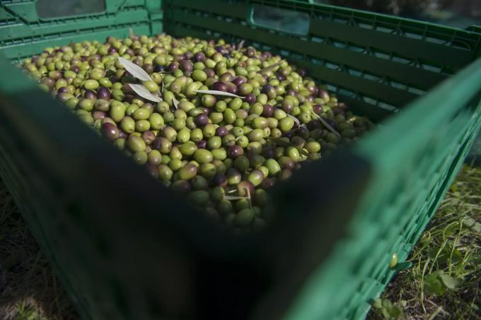 Detailhändler Coop verspürt bei den Oliven bereits Lieferengpässe. Verursacht werden diese durch die Brände in Südeuropa. brände lieferengpass