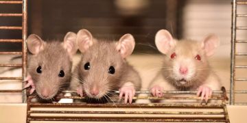 Ratten