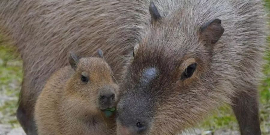 Der Wasserschwein-Vater Anton kuschelt seinen Nachwuchs. Foto: Zoo Hannover/dpa