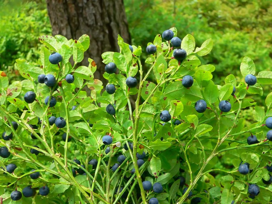 Waldbeeren