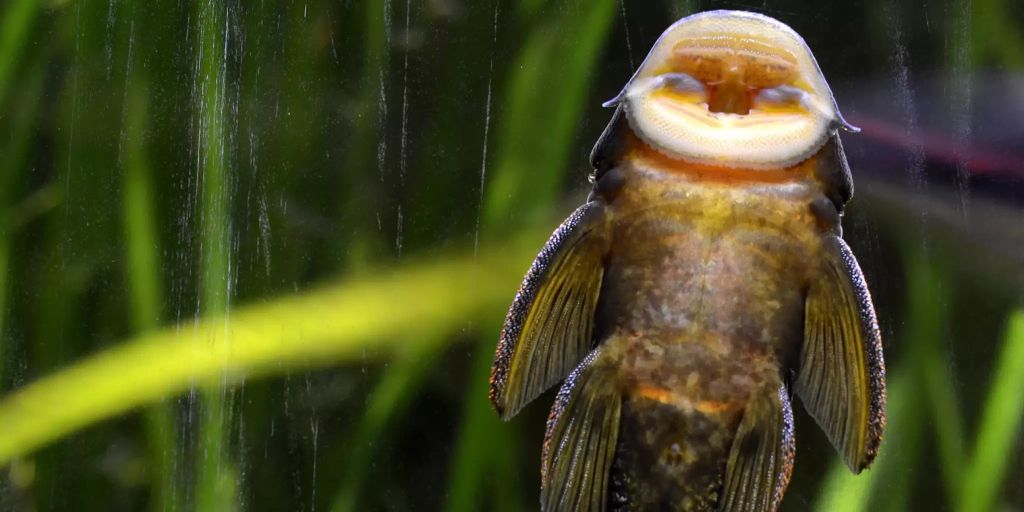 PutzerfischMännchen lernen schneller als Weibchen