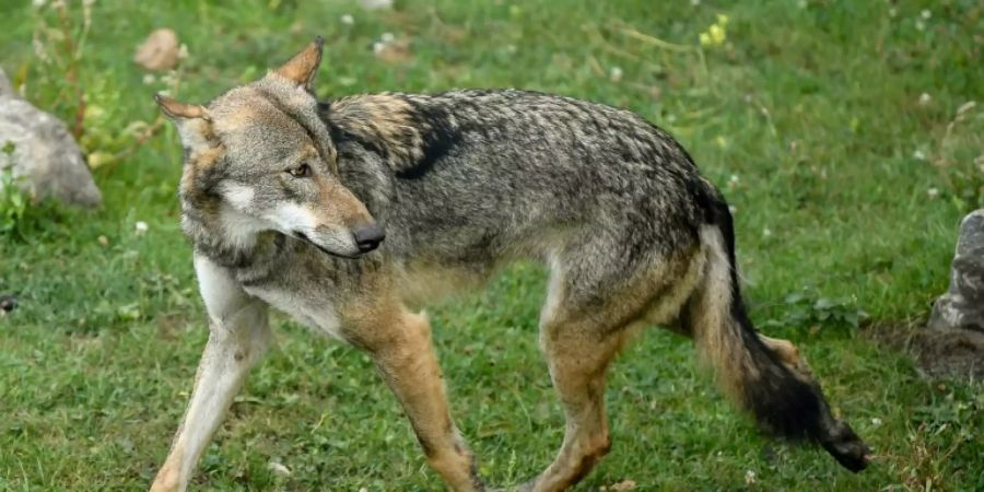 Wolf in Belgien