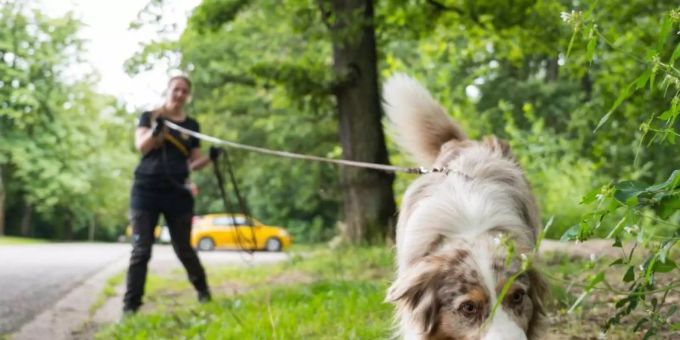 Australian-Shepherd-Rüde "Toni" führt Corinna Speicher an der lange Leine auf der Fährte eines anderen Hundes. Foto: Oliver Dietze/dpa Australian-Shepherd-Rüde "Toni" führt Corinna Speicher an der lange Leine auf der Fährte eines anderen Hundes. Foto: Oliver Dietze/dpa
