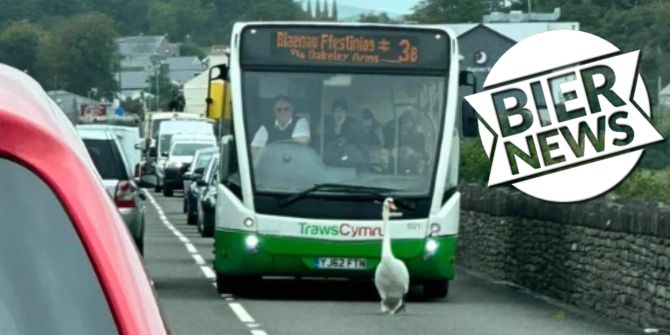 Schwan Wales Verkehr Stau