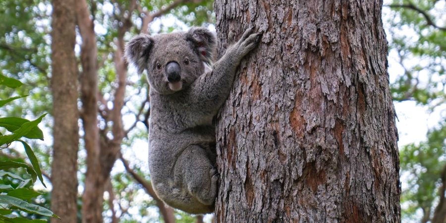 koala