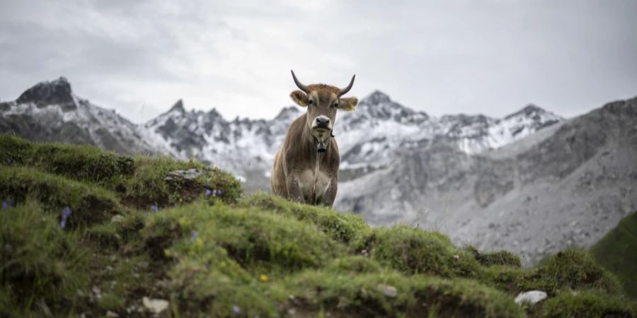 Kuh Berge Tierschutz