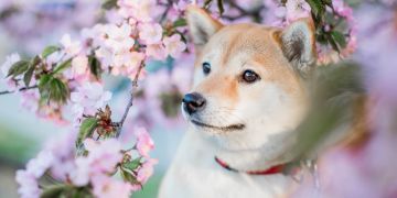 Hund in Blüten