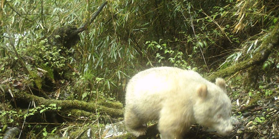 Dieses Infrarotkamerabild, aufgenommen mit einer Fotofalle, zeigt den Albino-Panda in der südwestchinesischen Provinz Sichuan.