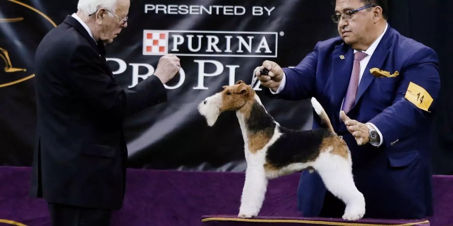 Westminster-Hundeshow in New York.