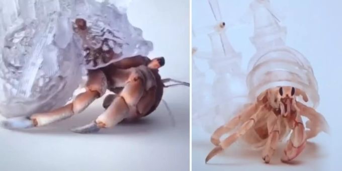 Krebse in Kunsthaus - Tierschützer werfen Art Basel «Quälerei» vor